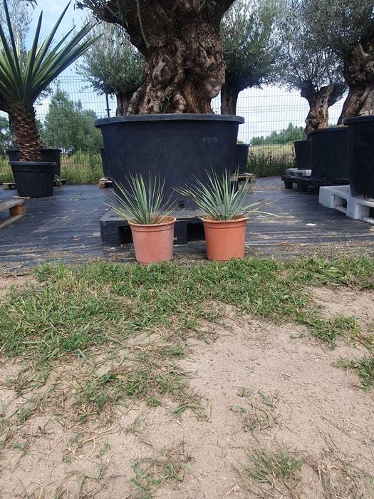 Juka niebieska ,Yucca rostrata, mrozoodporna -20