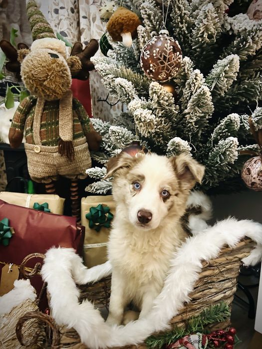 Excelente menina border collie red merle okhos azuis