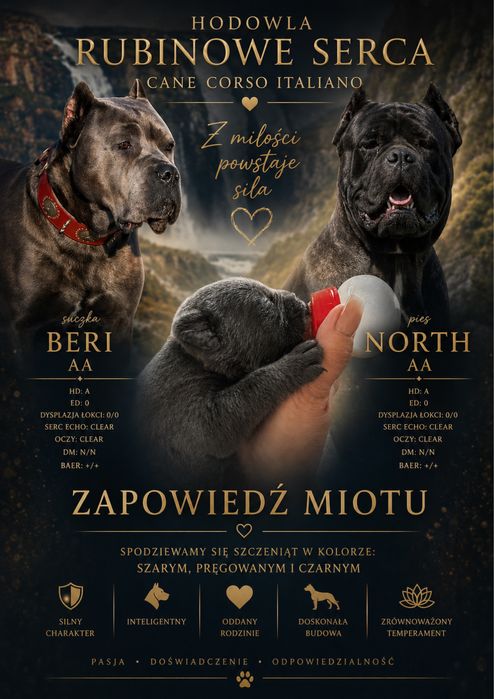 Cane Corso Italiano zapowiedź miotu