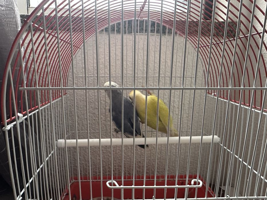 Endo casal de Agaponis