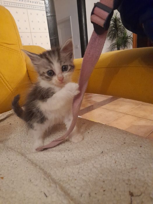 Dou gatinho para adopção