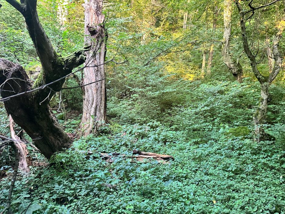 Продаж ділянки під лісом (район ресторану "Камелот")