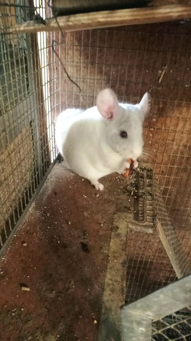 Чудогризуни пухкенькі комочки