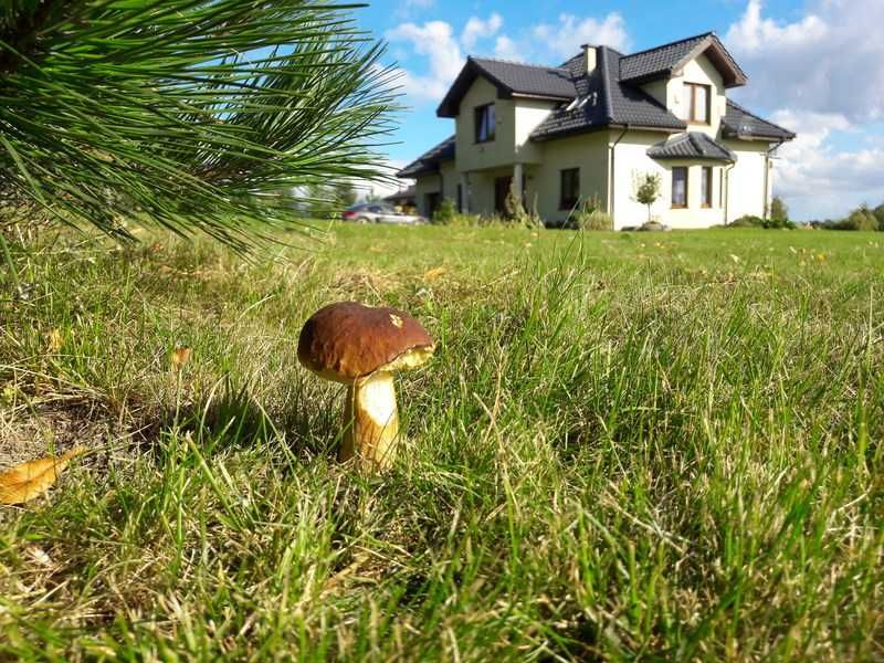 KOŹLARZE wyselekcjonowana grzybnia, duże opakowanie XXL