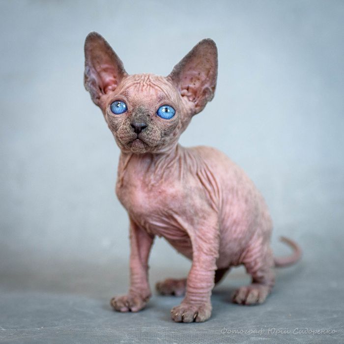Канадский сфинкс, крутые синющие глазища,премиум бебифейс, мальчик