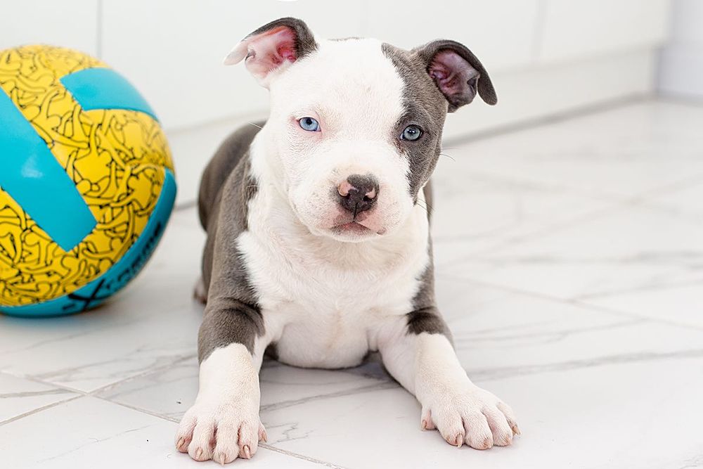 Надзвичайне цуценя АСТ в пошуках  своєї  сімї