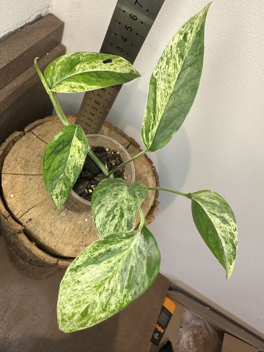 Епіпремнум Epipremnum White Marble