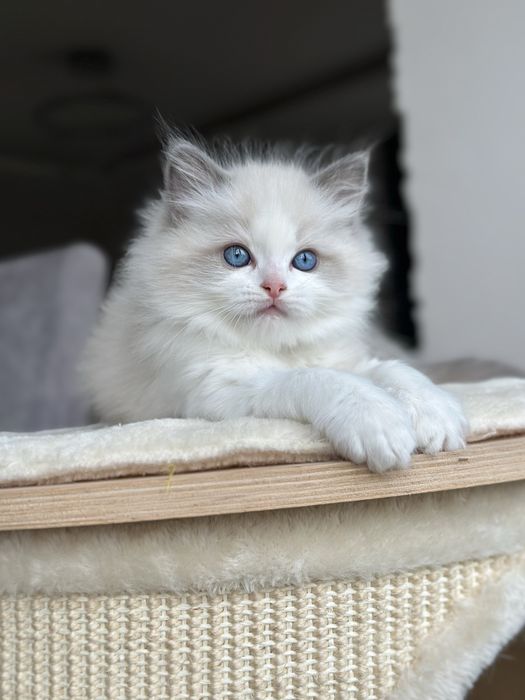 Kocurek ragdoll hodowlano wystawowy FPL