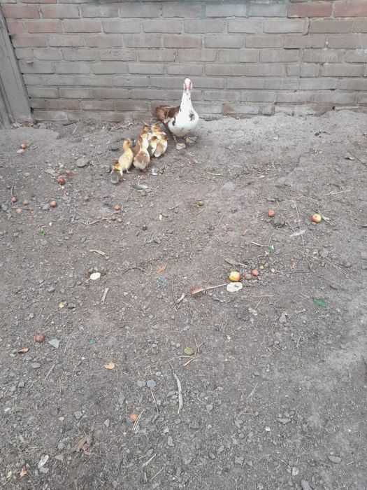 Kaczka z małymi kaczkami