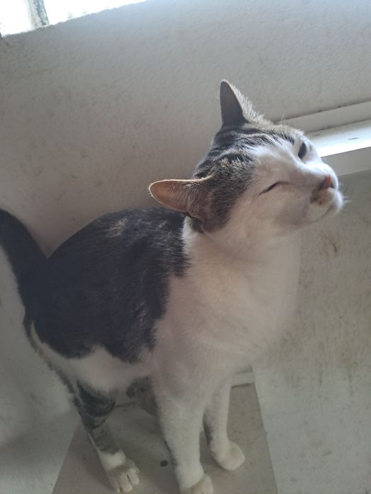 Gatos castrados para adoção