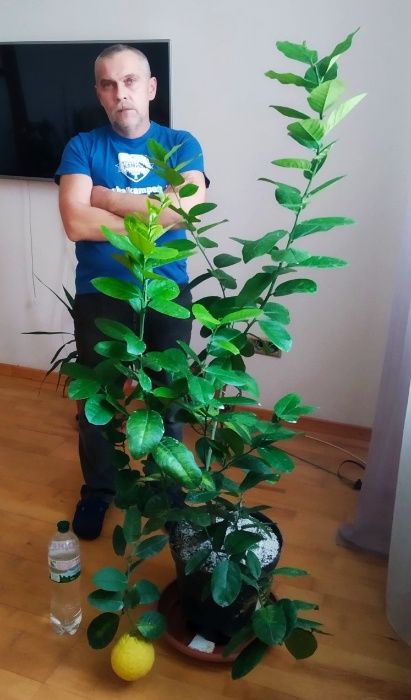 Лимони сорт Київський великоплідний