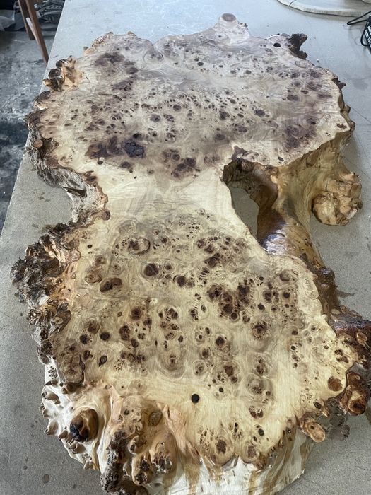 Капы тополя, клена вяза дуба ясеня