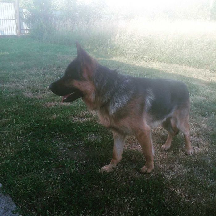 Німецький вівчар для СПАРЮВАННЯ