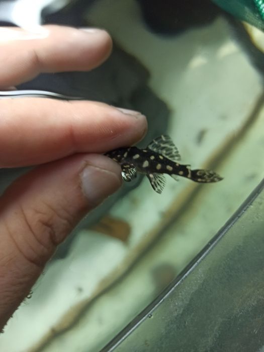 Гіпанциструс Закарпатський /номерні соми/L-соми