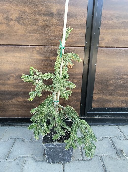 Jodła na pniu, różne odmiany