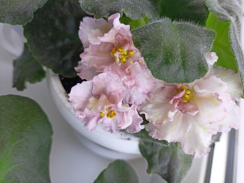 сортові сенполії  фиалки