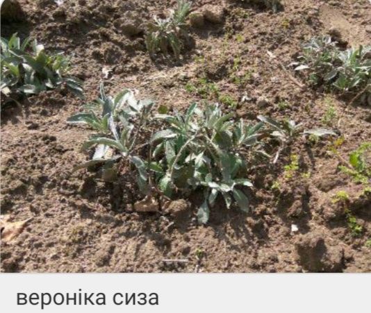 Многолетние цветы ( шалфей, вероника, ехиноцея, и тд),