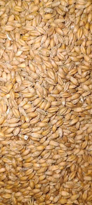 Pszenżyto pszenne Tadeus zbiór 2025