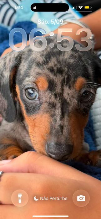 Dachshund Teckel