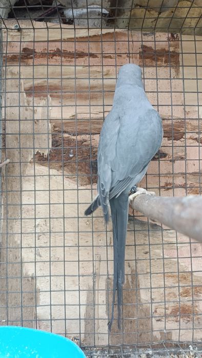 Ring neks reprodutores