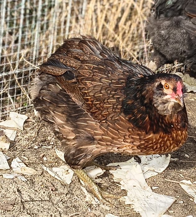 Jaja legowe kury silki, Silka paint, araukana bezogoniasta