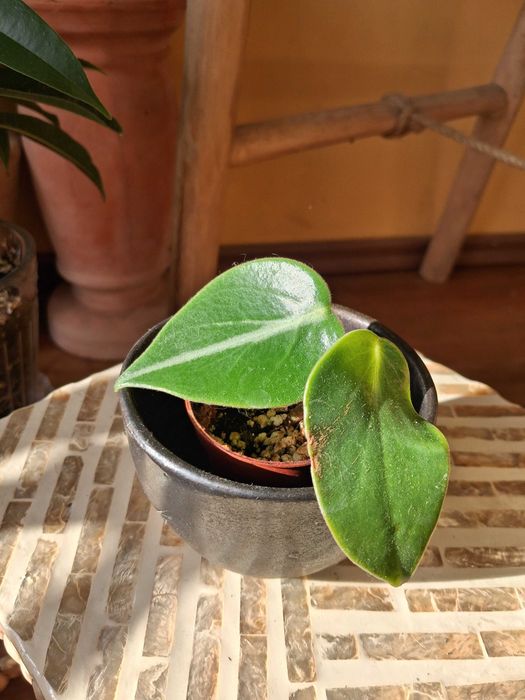 Peperomia vanilla