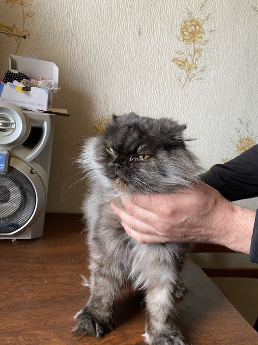 Котик Барсик шукає дім!