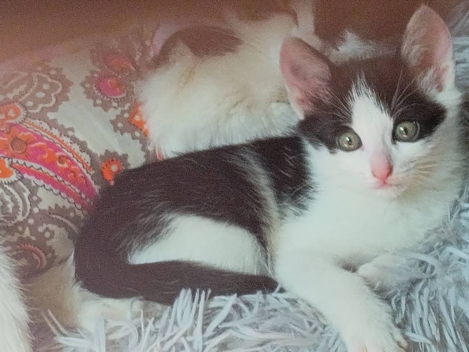 Шукає дім кошеня-дівчинка