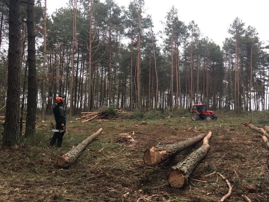 Wzór Na Pole Wycinka Koła Wycinka lasów samosiewów frezowanie pni zrębkowanie /Zrób z lasu pole