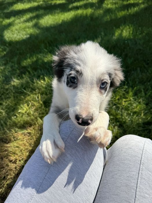 Border Collie Macho Merle