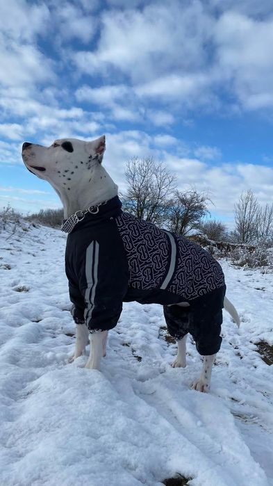 одяг для собак великі розміри