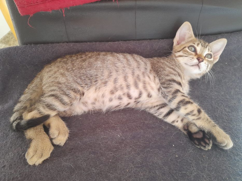 Ofereço  gatinha