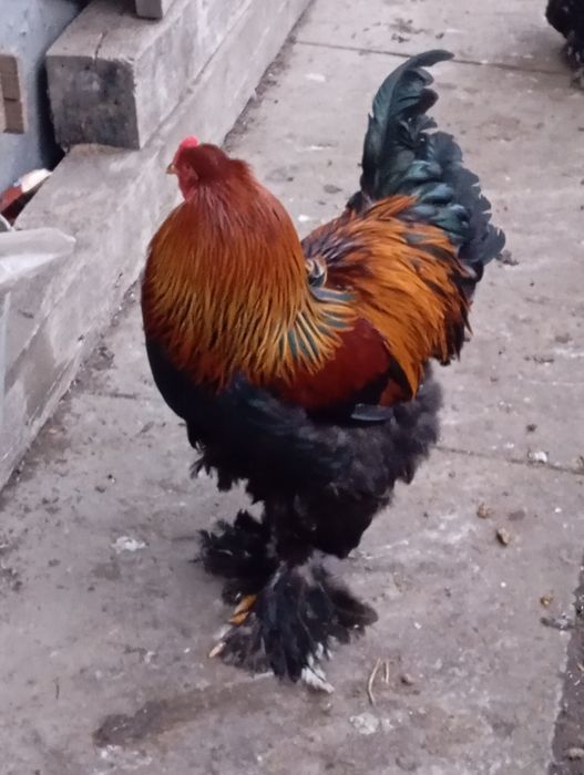 Курипчата сім'я курей