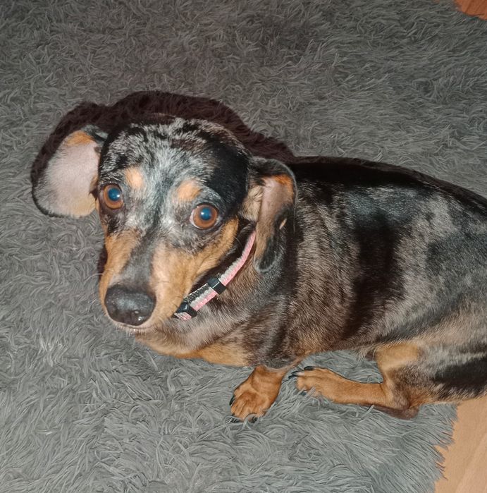 Zaginęła suczka jamnik