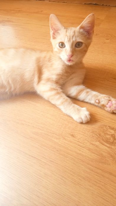 Рудий котик у відповідальні руки