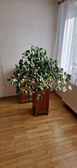 Chińska róża 8 lat hodowli