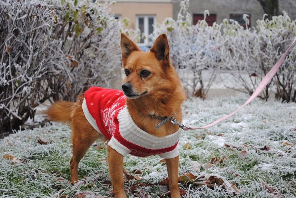 Niepepnosprawna Abby do adopcji