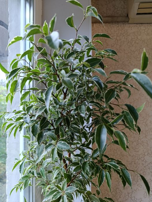 Фікус Бенжаміна сорту Nina