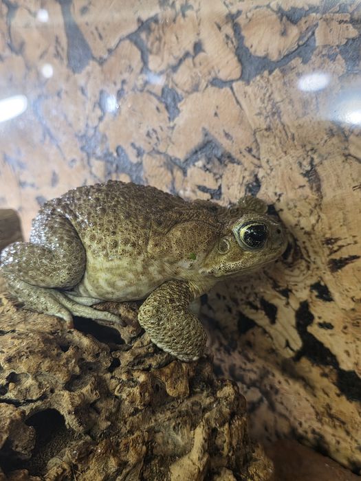 Ropucha Aga - rhinella marina