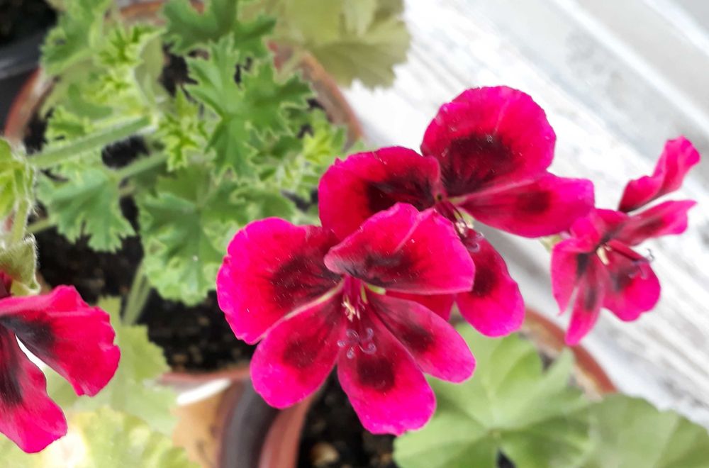 пеларгонія королівська, заввишки 44 см