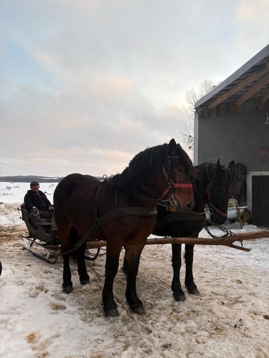 Ogier pół-fryzyjski