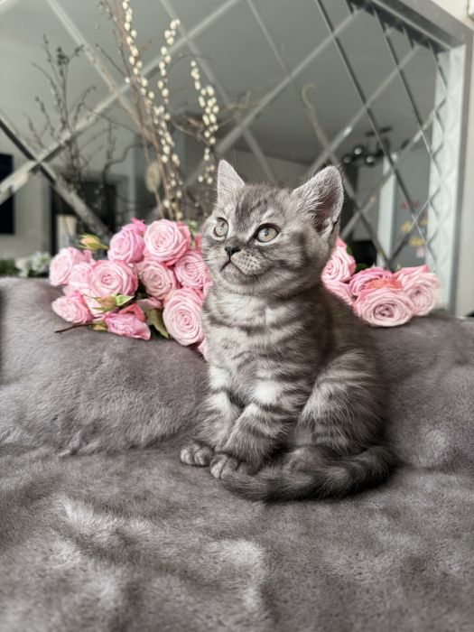 Кошенята британські прямовухі
