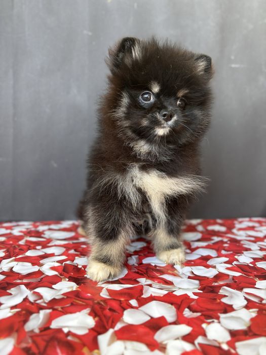 Привіт, я шпіц! Vipp