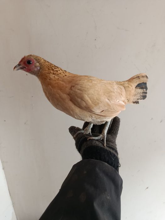 Куры лилипуты инкубационное яйцо