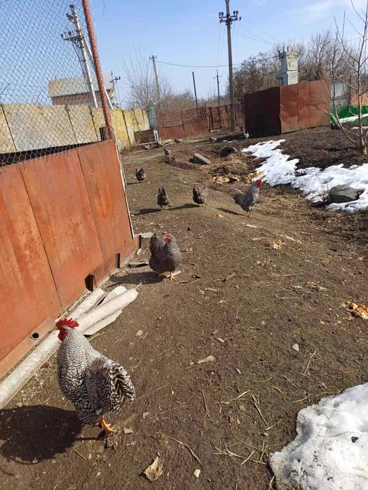 Продаються півні амрокси
