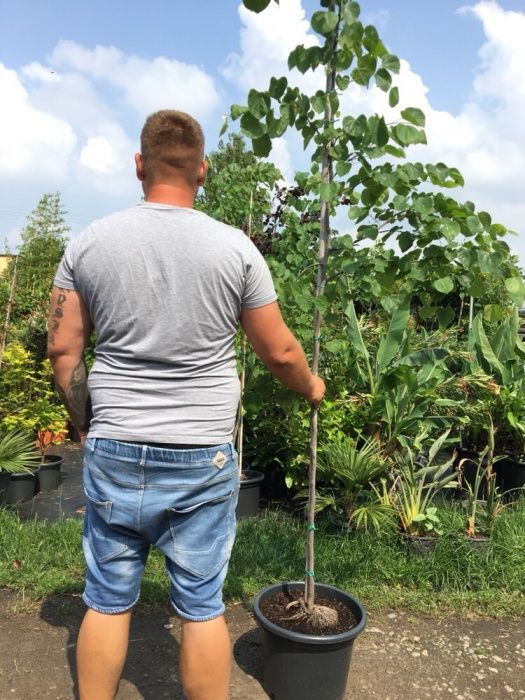 Cercis canadensis Judaszowiec kanadyjski 3m+