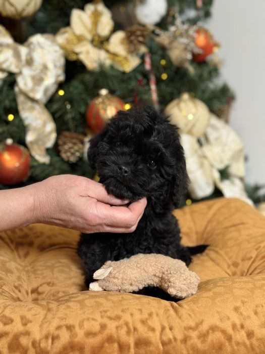 Cavapoo czarny piesek