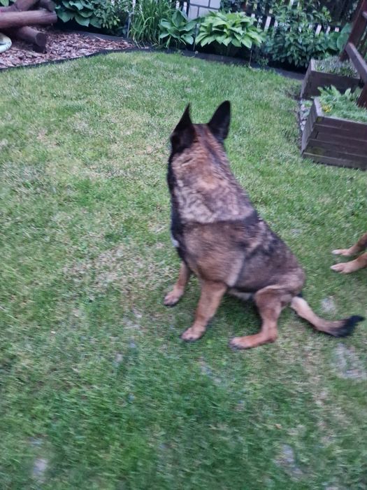 Owczarek belgijski malinois