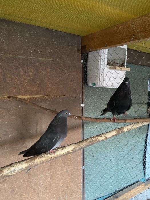 Продам голубиї кури