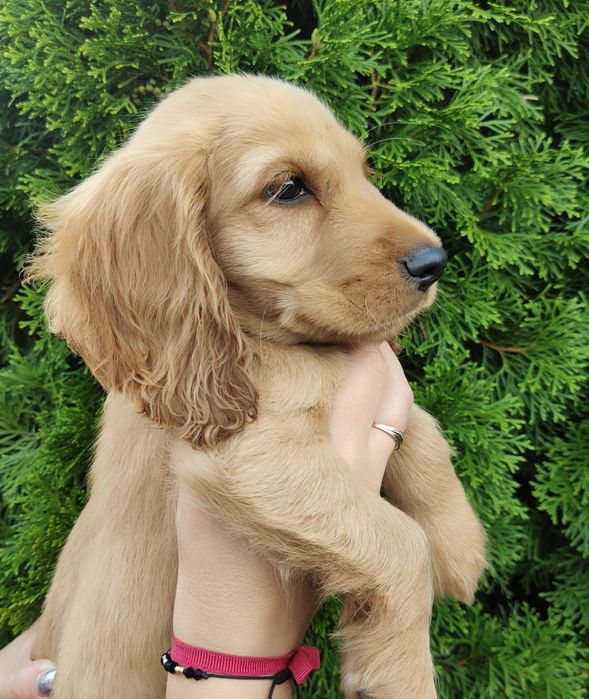 Wyjątkowej urody piesek rasy Cocker spaniel angielski